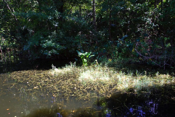 Water Plants Dora Canal